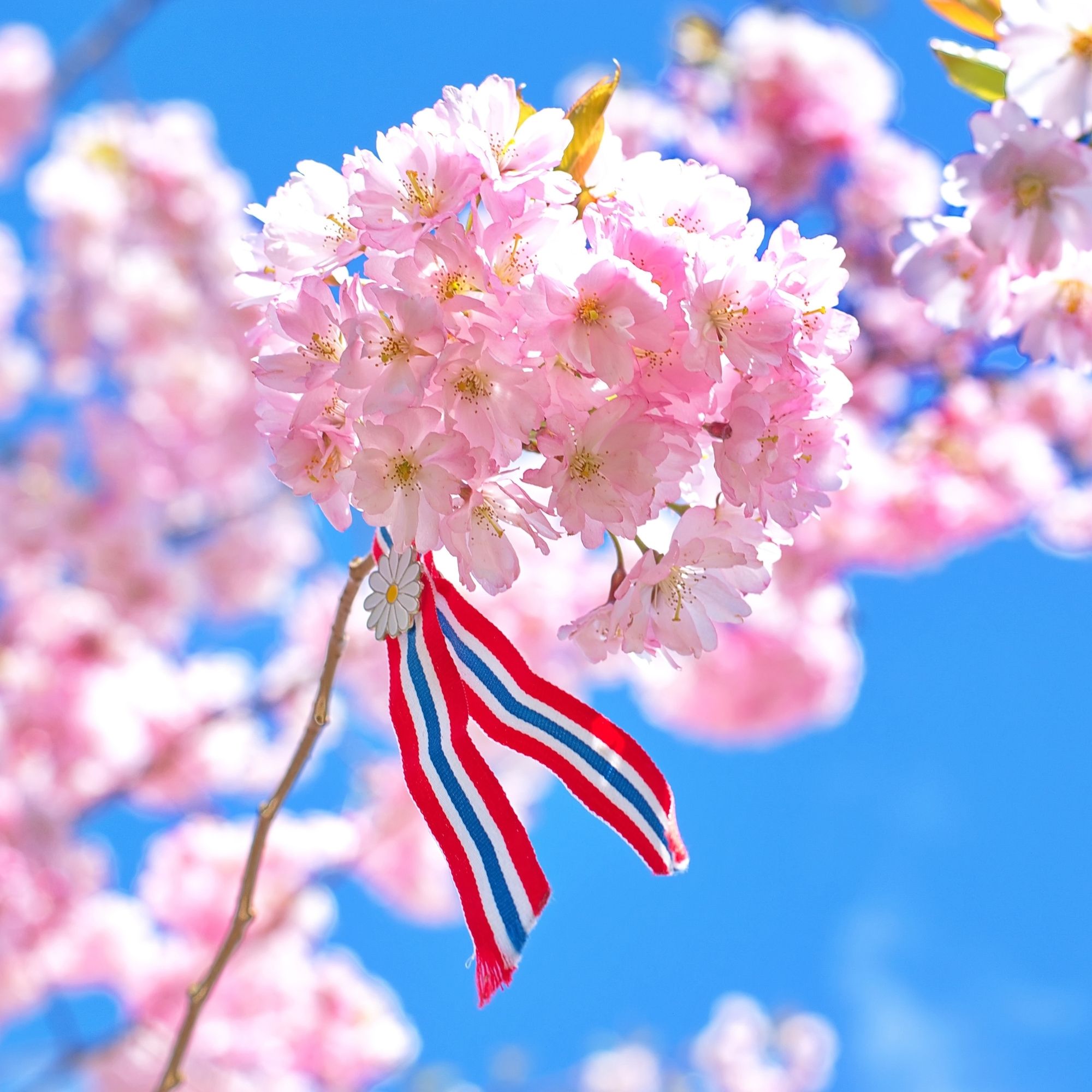 17. mai